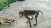 Nghệ An: Một người bị thương do khỉ tấn công