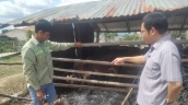 Gia Lai: Xuất hiện bệnh lở mồm long móng ở huyện Mang Yang