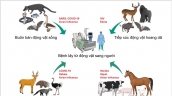Hà Nội tăng cường công tác phòng, chống các bệnh lây truyền từ động vật sang người năm 2024