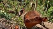 Lai Châu tăng cường công tác quản lý bảo vệ rừng, xử lý tình trạng phá rừng, lấn chiếm đất rừng trái pháp luật