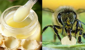 Uống sữa ong chúa có tăng cân không?