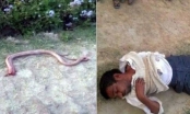 Bị rắn cắn người đàn ông Ấn Độ nhai luôn đầu rắn để trả thù