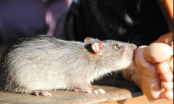 Chuột cắn có nguy hiểm không?