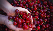 Cách phân biệt cherry Trung Quốc và cherry Úc