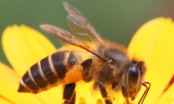 Cách sơ cứu khi bị ong đốt