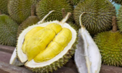 Những ai không nên ăn sầu riêng?