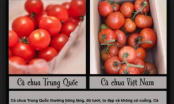 Cách phân biệt cà chua Trung Quốc và cà chua Việt Nam