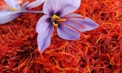Sợi Saffron là gì và công dụng của sợi Saffron?