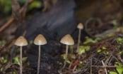Nấm ma thuật - Loại ma tuý cực độc đã xuất hiện ở Việt Nam