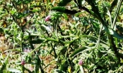 Cúc Lục Lăng - cây thuốc quý bảo vệ amidan