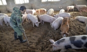 Dịch tả lợn châu Phi ‘tấn công’ châu Á chưa có thuốc chữa