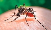 Những thông tin cần biết về bệnh học sốt xuất huyết