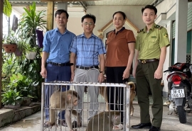 Hà Tĩnh bàn giao cá thể khỉ và trăn đất cho Vườn Quốc gia Vũ Quang