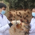Hà Nội tăng cường các biện pháp phòng, chống các bệnh lây truyền từ động vật sang người