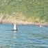 Phú Yên: Xuất hiện 1 con cá voi gần bờ biển tại danh thắng Mũi Điện