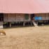Gia Lai: Thêm một ca tử vong do bệnh dại
