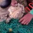 Bà Rịa – Vũng Tàu: Giải cứu 2 cá thể rùa biển bị mắc lưới tại Côn Đảo