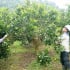 Sơn La: Huyện Phù Yên đẩy mạnh phát triển nông nghiệp hữu cơ