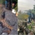 TP Hồ Chí Minh: Sạt lở đê sông Sài Gòn, di dời khẩn cấp 4 hộ dân