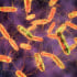 Vi khuẩn Salmonella - mối nguy cho sức khỏe