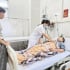 Hà Nội: Cấp cứu kịp thời bệnh nhân bị sốc phản vệ do ong đốt