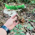 Bảo tồn sâm Ngọc Linh tự nhiên: Cuộc chiến với lợi nhuận và thời gian