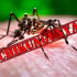 Nguy cơ bùng phát bệnh lan rộng toàn cầu do virus chikungunya