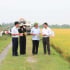 Hà Nội đẩy mạnh phát triển sản xuất lúa hàng hóa chất lượng cao năm 2025