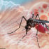 Bộ Y tế phát cảnh báo khẩn về nguy cơ dịch bệnh Chikungunya xâm nhập Việt Nam