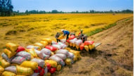 Giá gạo xuất khẩu của Việt Nam tiếp tục tăng