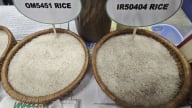 Doanh nghiệp xuất khẩu gạo, cà phê kiến nghị bỏ thuế VAT