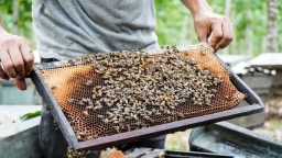 Mật ong Việt Nam bị Mỹ áp hơn 400% thuế