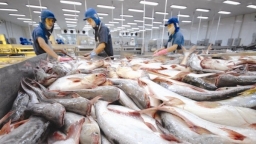 Xuất khẩu cá tra dự báo tăng 20 - 22% năm 2022