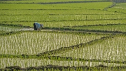 Bắc Giang được chuyển đổi 83ha đất lúa để xây khu đô thị