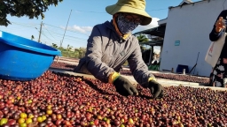 Xuất khẩu cà phê tăng mạnh, đạt trên 2,3 tỷ USD