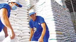Xuất khẩu gạo của Việt Nam có thể đạt 7 triệu tấn