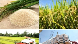 Giá gạo Việt Nam giảm 20 USD/tấn, kỳ vọng xuất khẩu gần 4 tỷ USD trong 2023