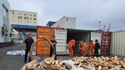 Hải quan Hải phòng bắt giữ 7 tấn ngà voi nhập lậu