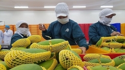 Việt Nam đạt kỷ lục xuất khẩu rau quả với trên 600 triệu USD/tháng