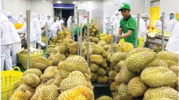 Trung Quốc cảnh báo trái cây Việt Nam vi phạm kiểm dịch thực vật