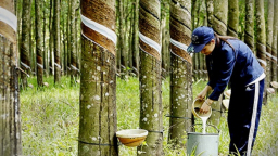 Trung Quốc chi hơn 1 tỷ USD mua cao su của Việt Nam