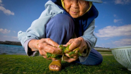 5 vùng đất Blue zones có gì mà người dân sống trường thọ nhất trên thế giới?
