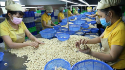 Hiệp hội châu Âu, Mỹ cảnh báo về chất lượng điều Việt Nam