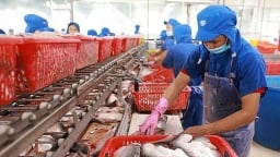 Xuất khẩu cá tra sang EU tăng 11%