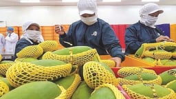 Chuẩn hóa các điều kiện vệ sinh an toàn thực phẩm, nâng cao chất lượng nông sản xuất khẩu