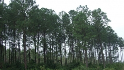 Quảng Trị: Thu trên 64 tỷ đồng từ dịch vụ hấp thụ và lưu giữ các bon của rừng