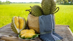 Việt Nam có hơn 700 mã số vùng trồng sầu riêng được cấp phép xuất khẩu sang Trung Quốc