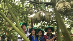 Phân bón Phú Mỹ: Bí quyết cho cây dưa và sầu riêng ở miền Trung – Tây Nguyên có những mùa bội thu