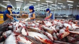 Xuất khẩu cá tra tăng mạnh, dự kiến đạt 1,8 tỷ USD năm 2024