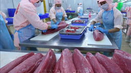 Xuất khẩu cá ngừ đông lạnh tăng trưởng mạnh